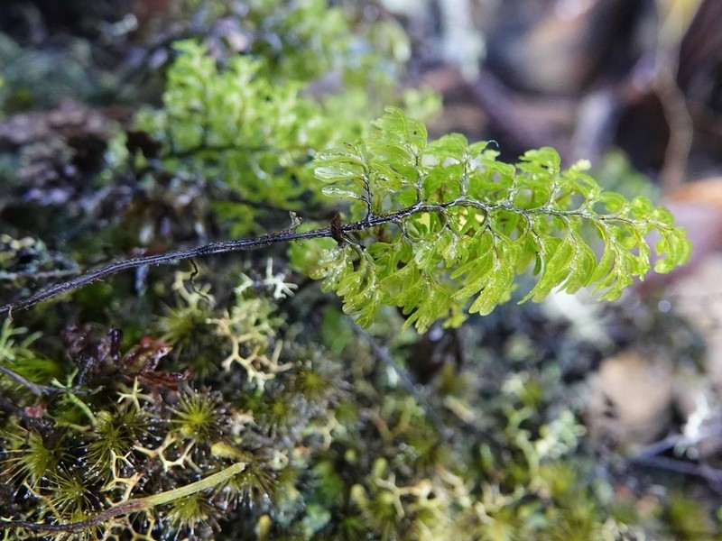 Hymenophyllum sanguinolentum photo 3