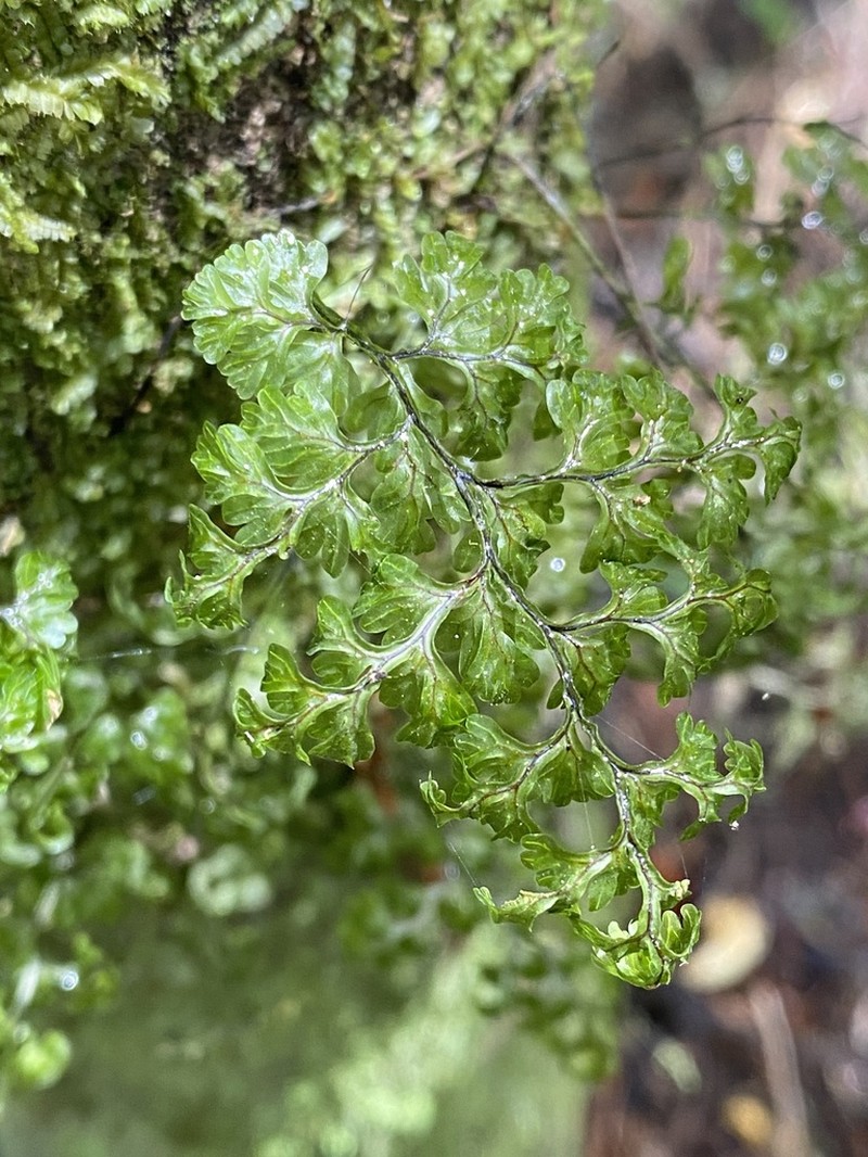 Hymenophyllum sanguinolentum photo 4