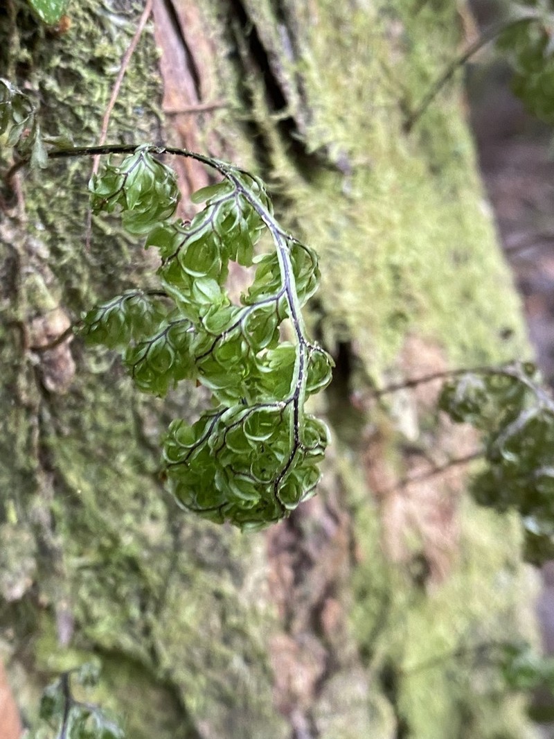 Hymenophyllum sanguinolentum photo 5