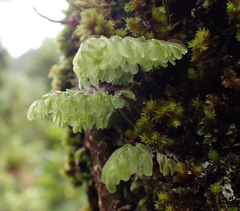 Hymenophyllum sanguinolentum photo 6