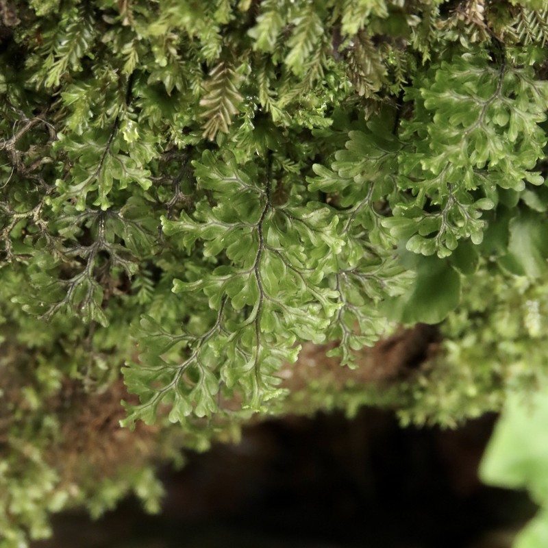 Hymenophyllum sanguinolentum photo 7