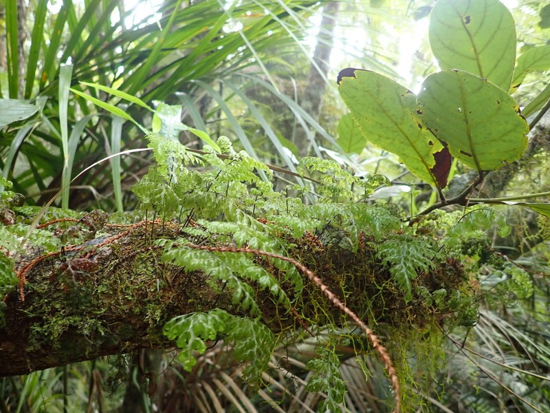 Hymenophyllum sanguinolentum photo 8