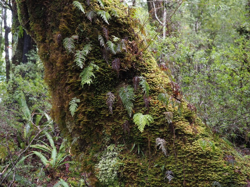 Hymenophyllum scabrum