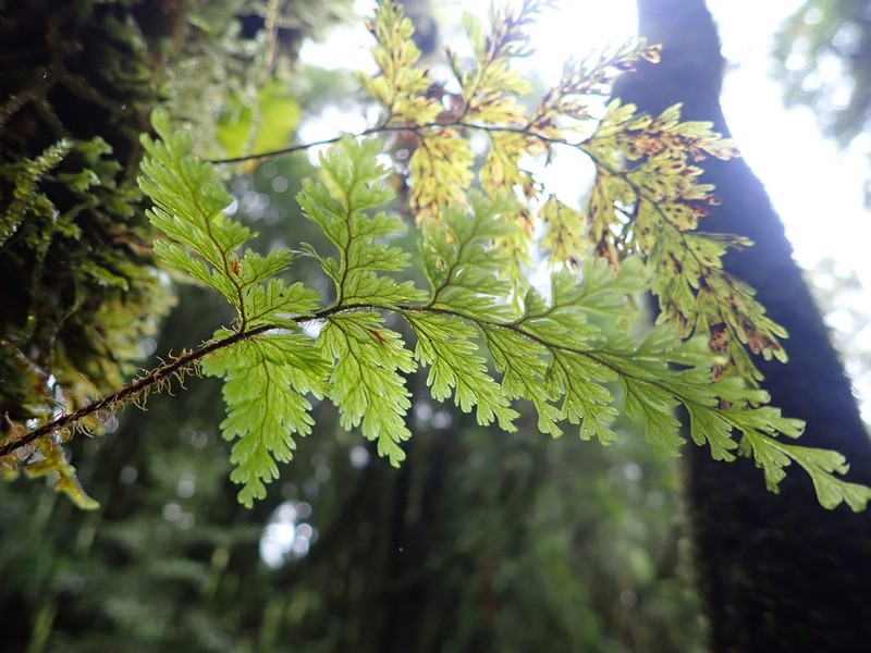 Hymenophyllum scabrum photo 2
