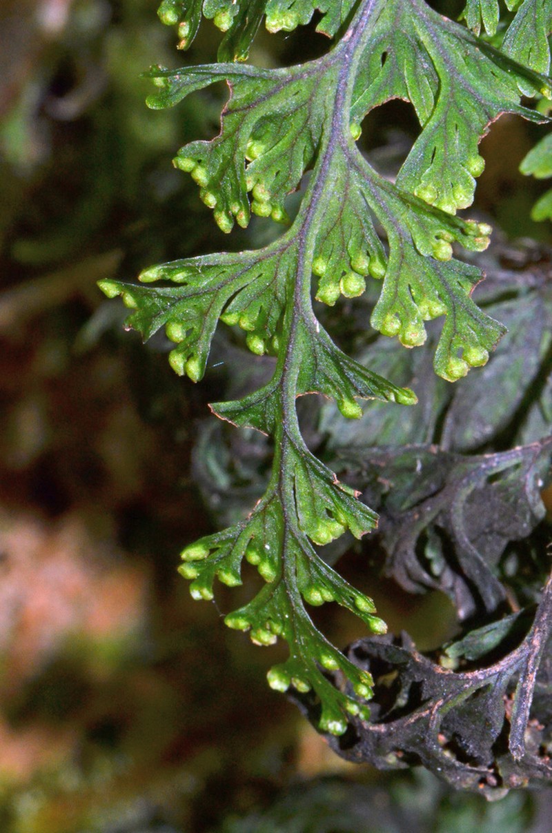 Hymenophyllum scabrum photo 3