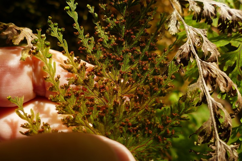 Hymenophyllum scabrum photo 4