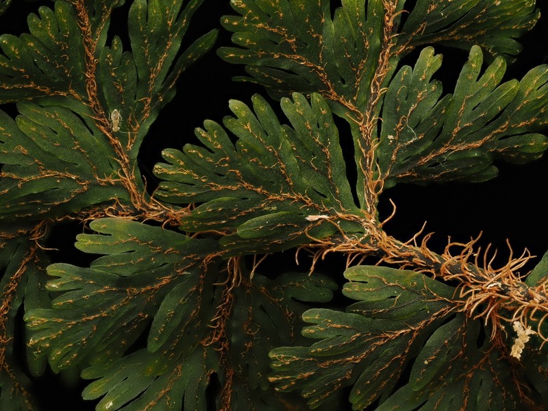 Hymenophyllum scabrum photo 5