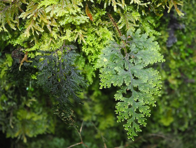 Hymenophyllum scabrum photo 6