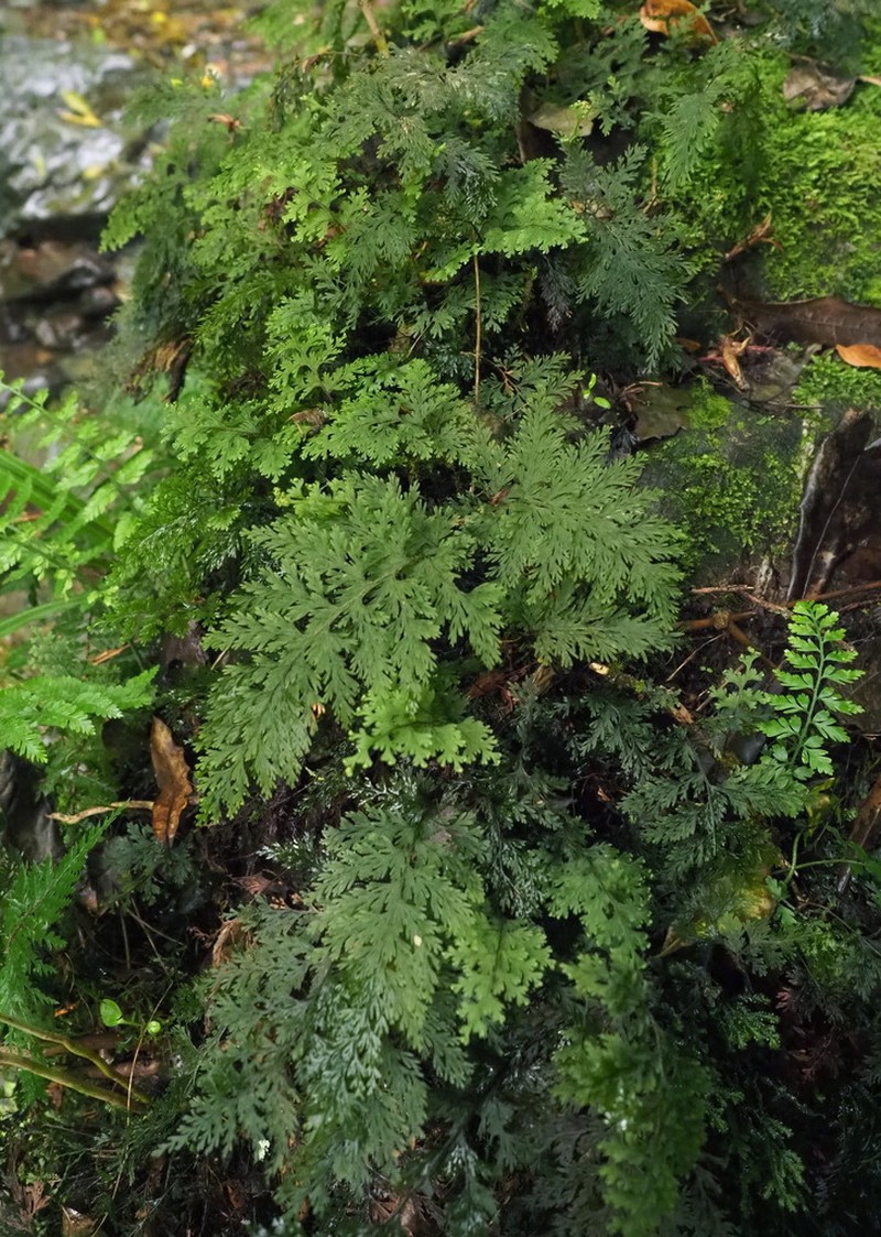Hymenophyllum scabrum photo 7