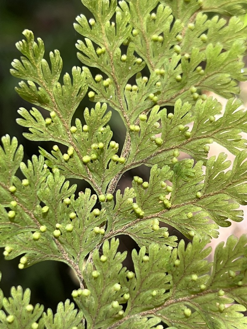 Hymenophyllum scabrum photo 8