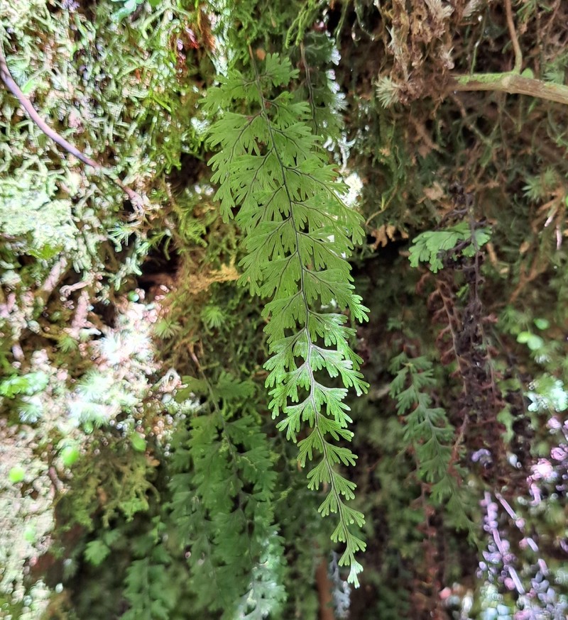 Hymenophyllum schomburgkii