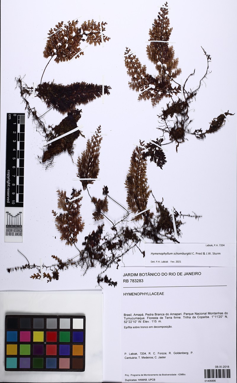 Hymenophyllum schomburgkii photo 2