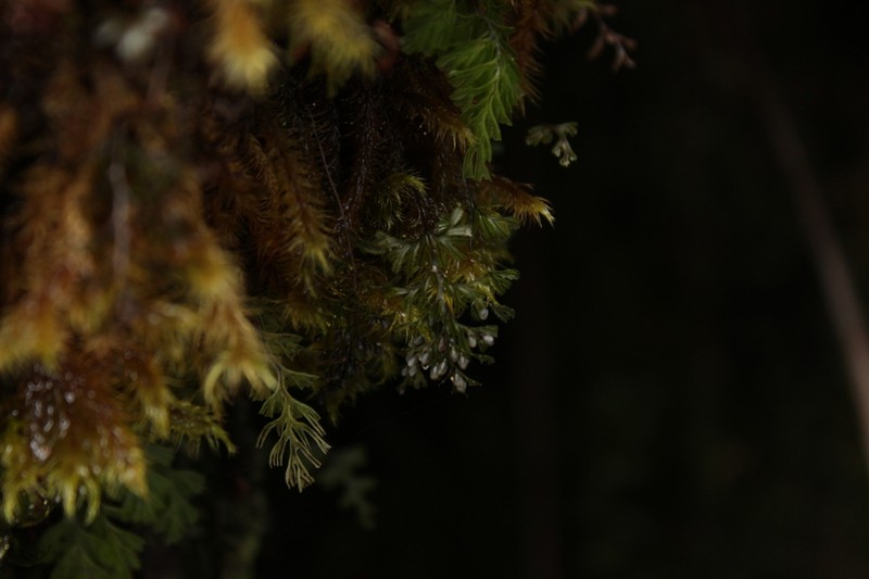 Hymenophyllum secundum
