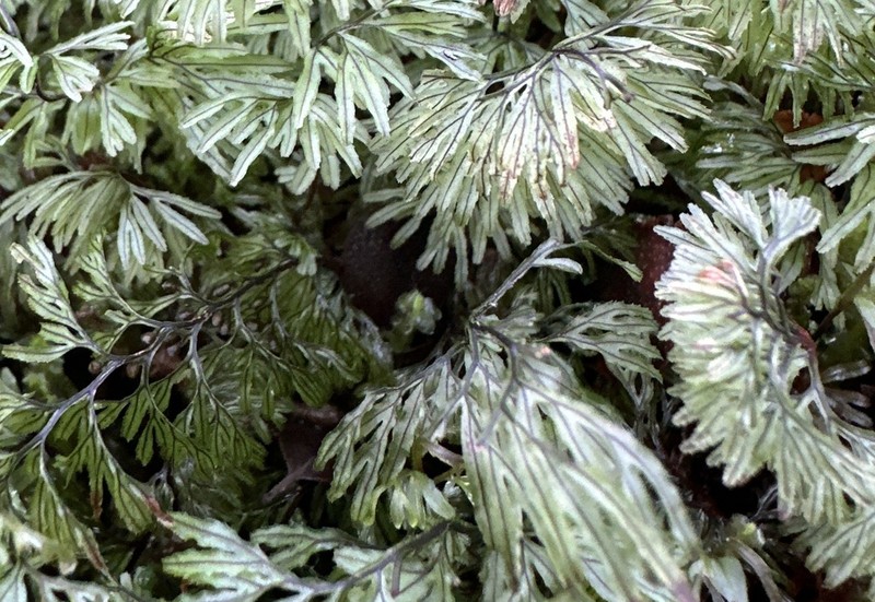 Hymenophyllum secundum photo 2