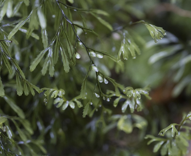 Hymenophyllum secundum photo 3