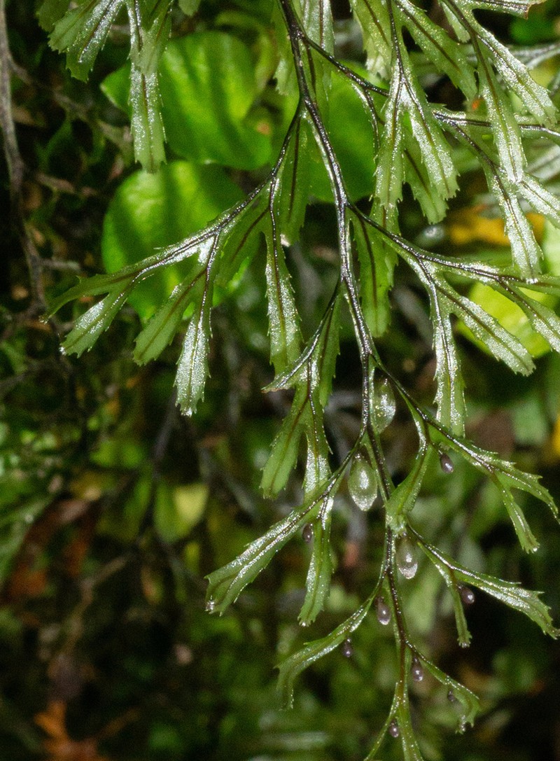 Hymenophyllum secundum photo 4