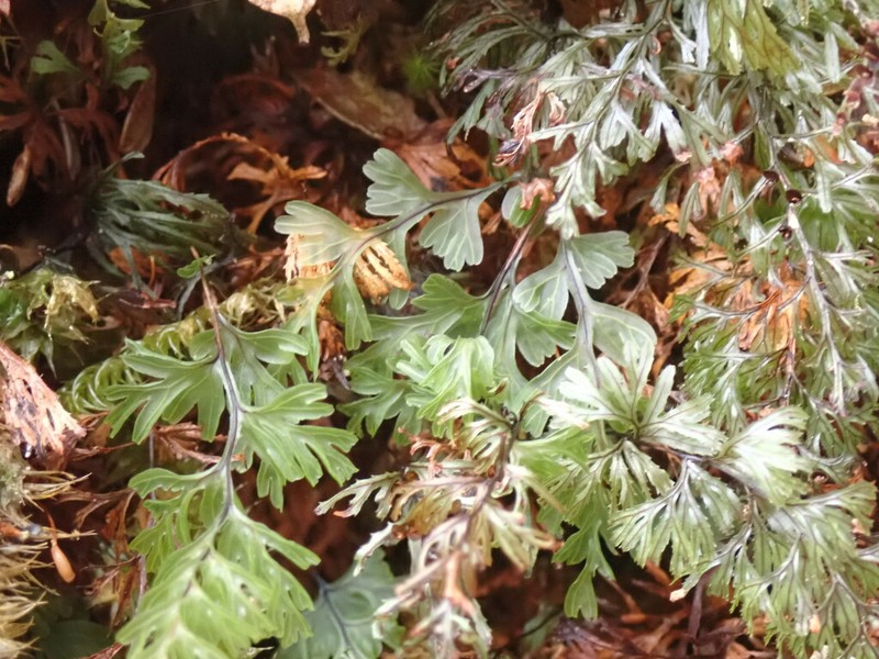 Hymenophyllum secundum photo 5