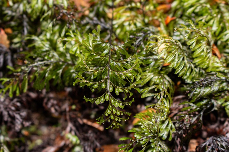 Hymenophyllum secundum photo 6