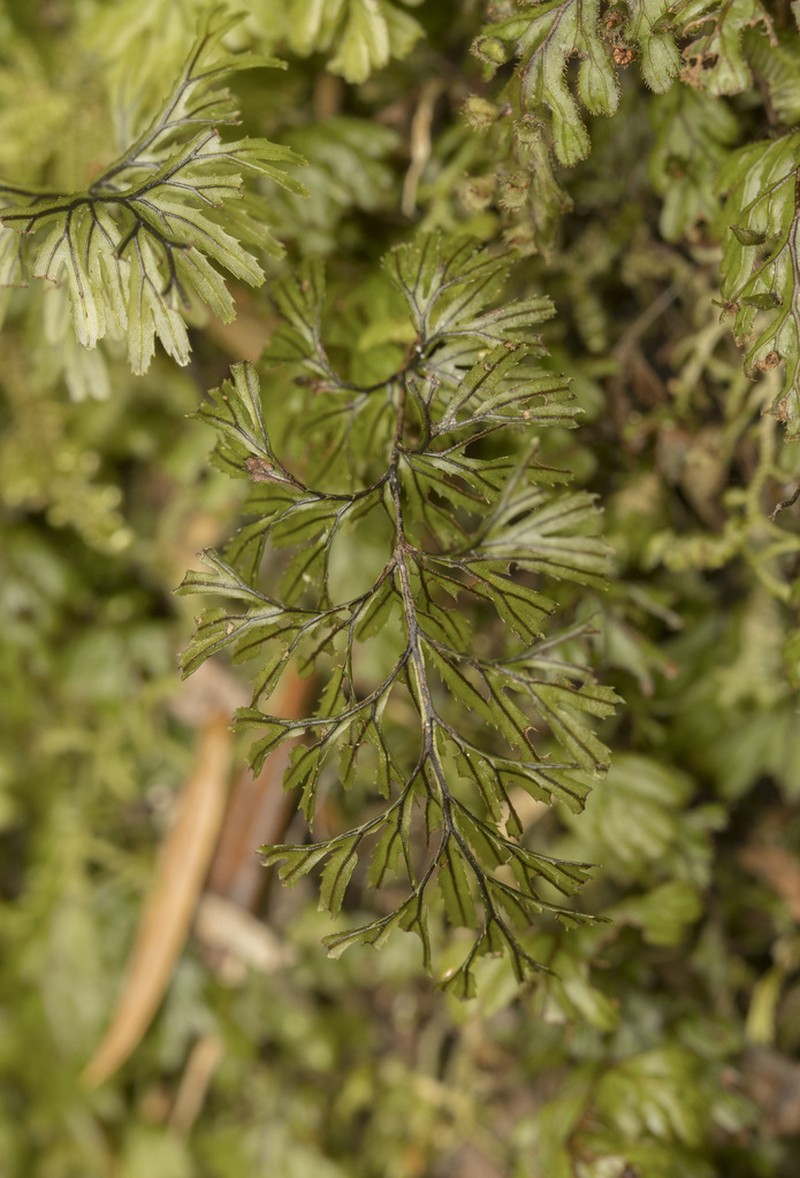 Hymenophyllum secundum photo 7