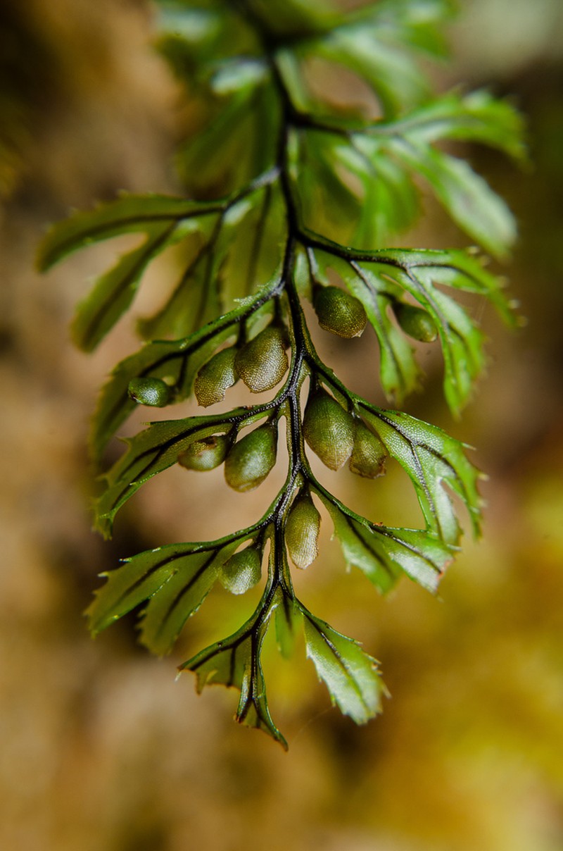 Hymenophyllum secundum photo 8