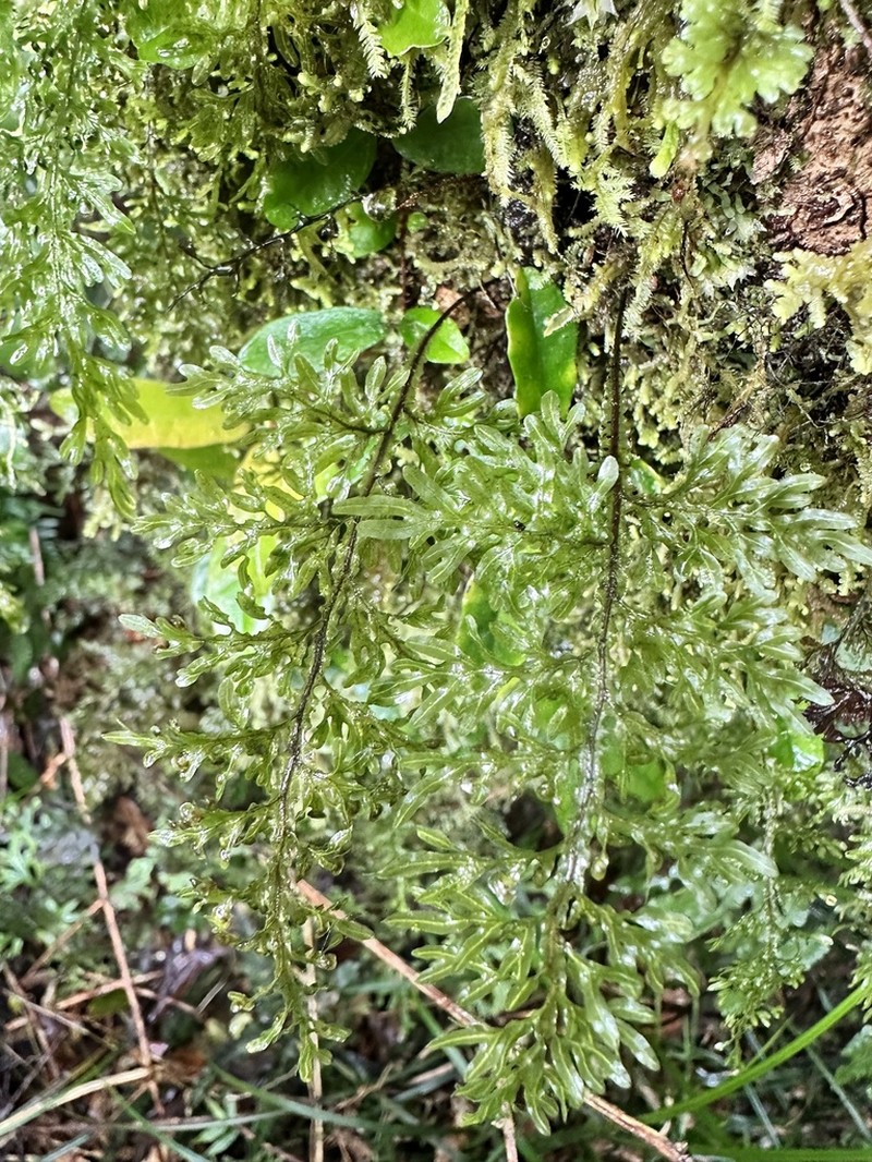 Hymenophyllum semialatum