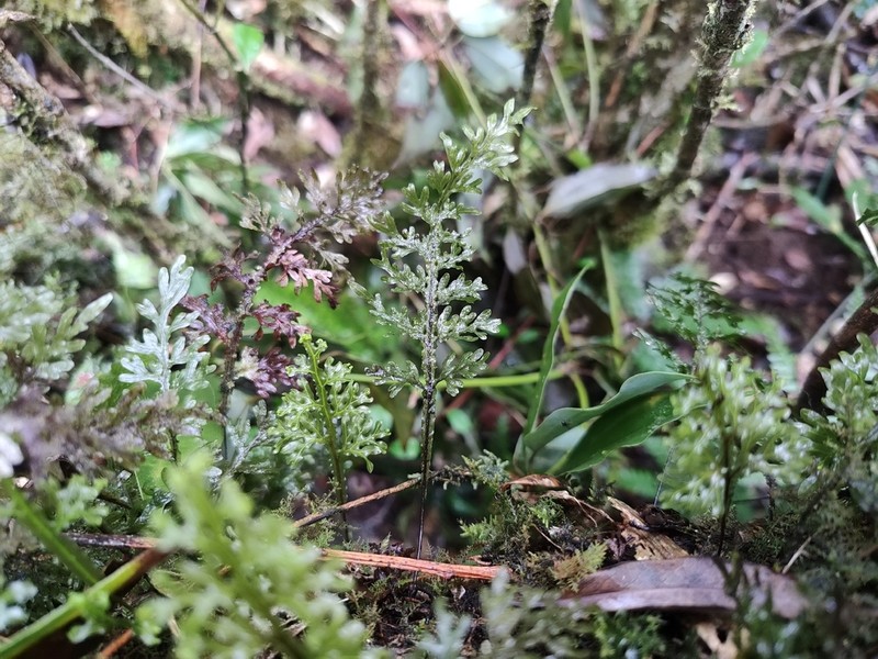 Hymenophyllum semialatum photo 2