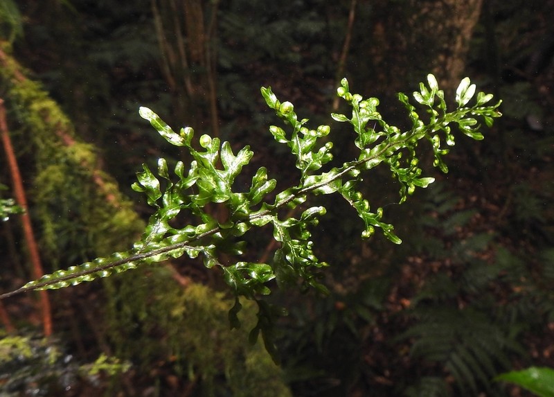 Hymenophyllum semialatum photo 3