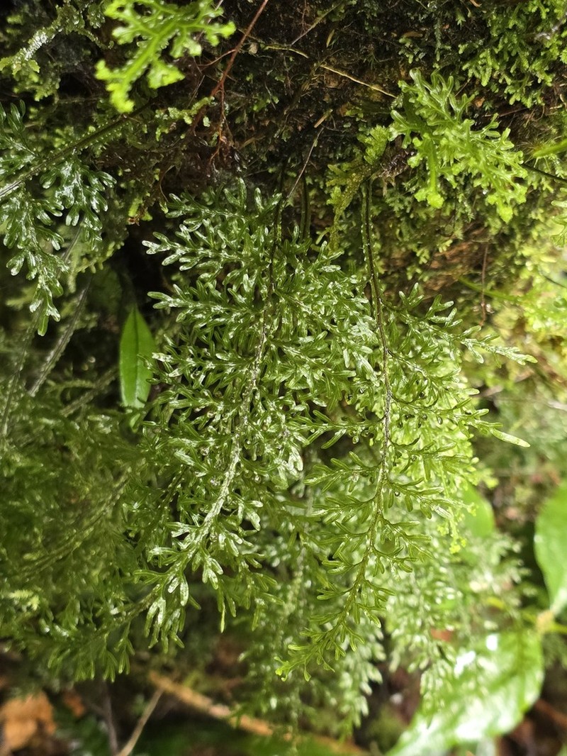 Hymenophyllum semialatum photo 4