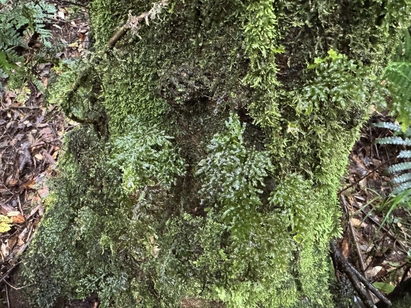 Hymenophyllum semialatum photo 5