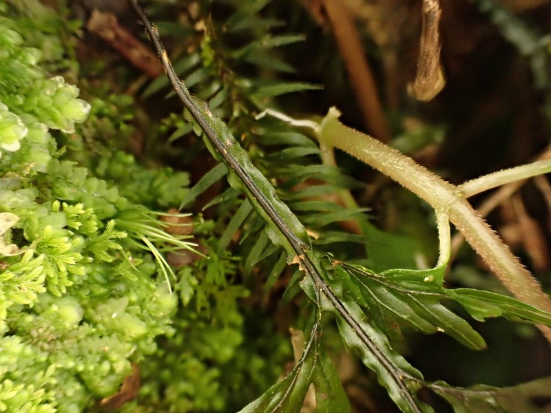 Hymenophyllum semialatum photo 6