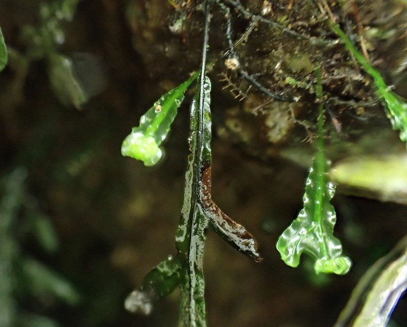 Hymenophyllum semialatum photo 7