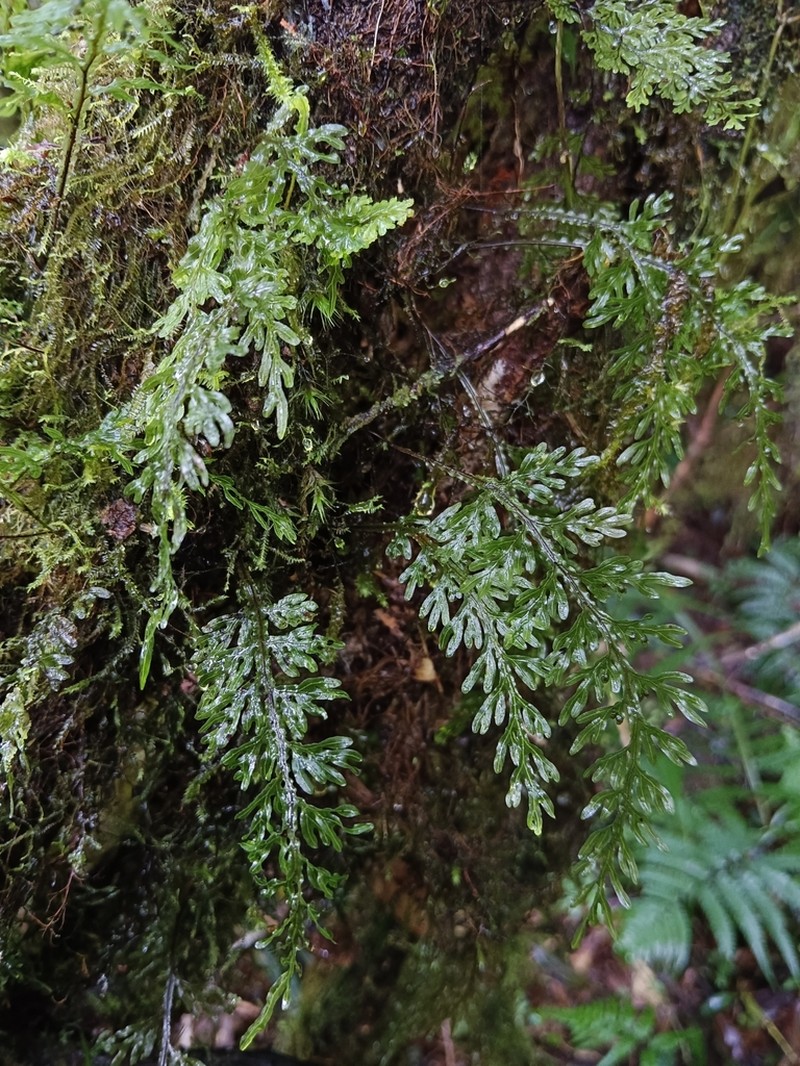Hymenophyllum semialatum photo 8