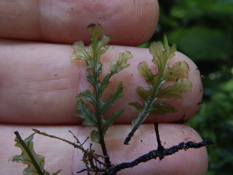 Hymenophyllum semiglabrum