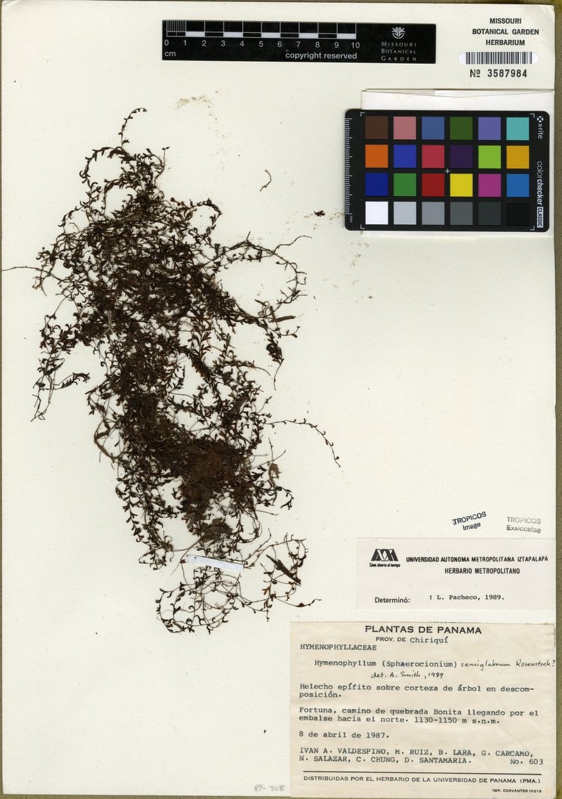 Hymenophyllum semiglabrum photo 2