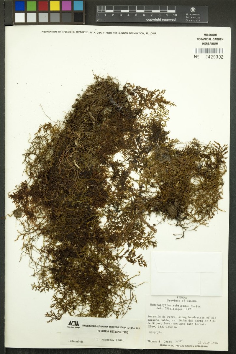 Hymenophyllum semiglabrum photo 3