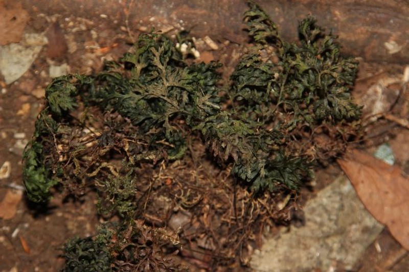 Hymenophyllum senterreanum