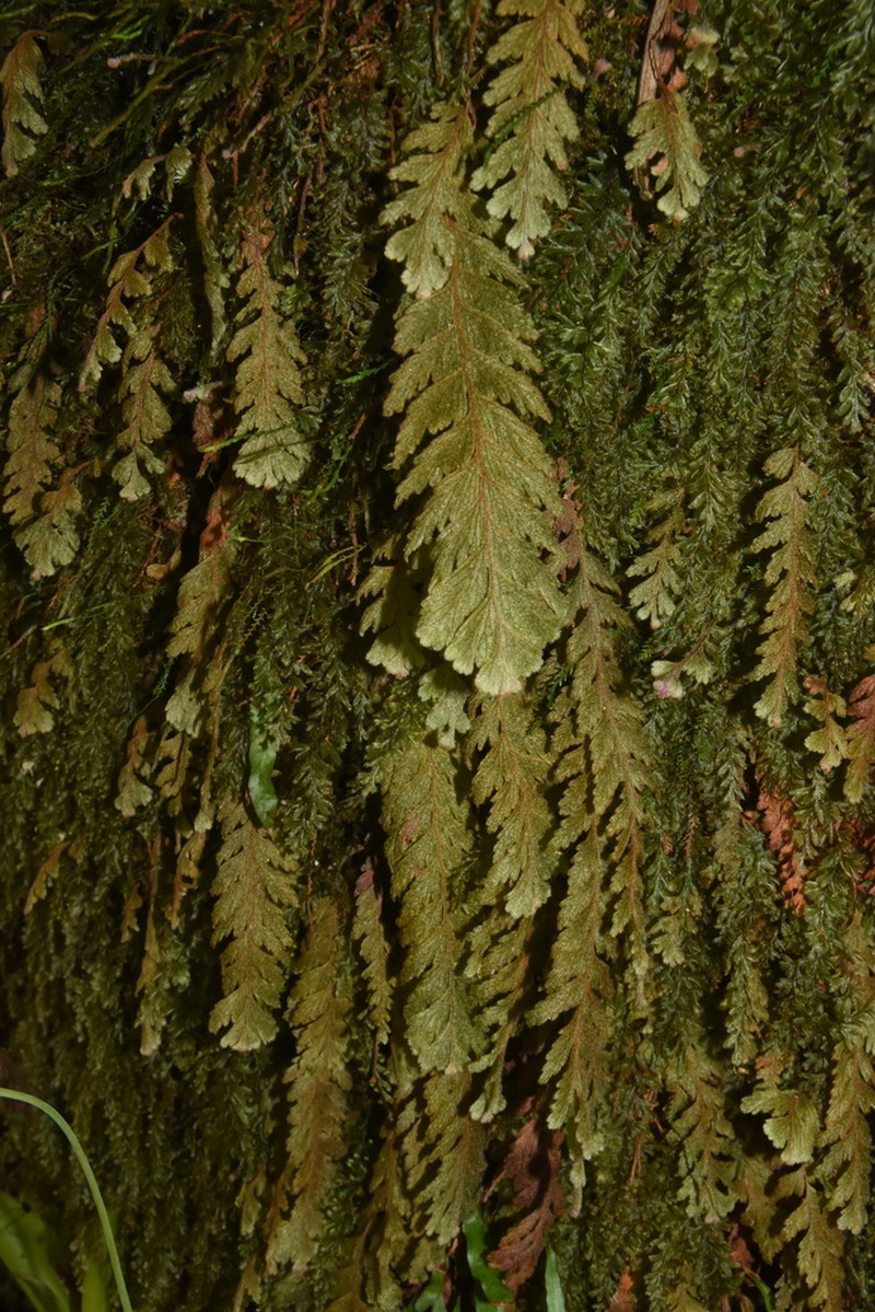 Hymenophyllum sericeum photo 2