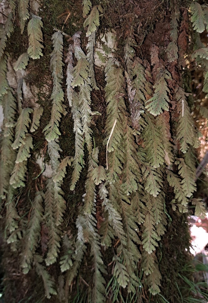 Hymenophyllum sericeum photo 3