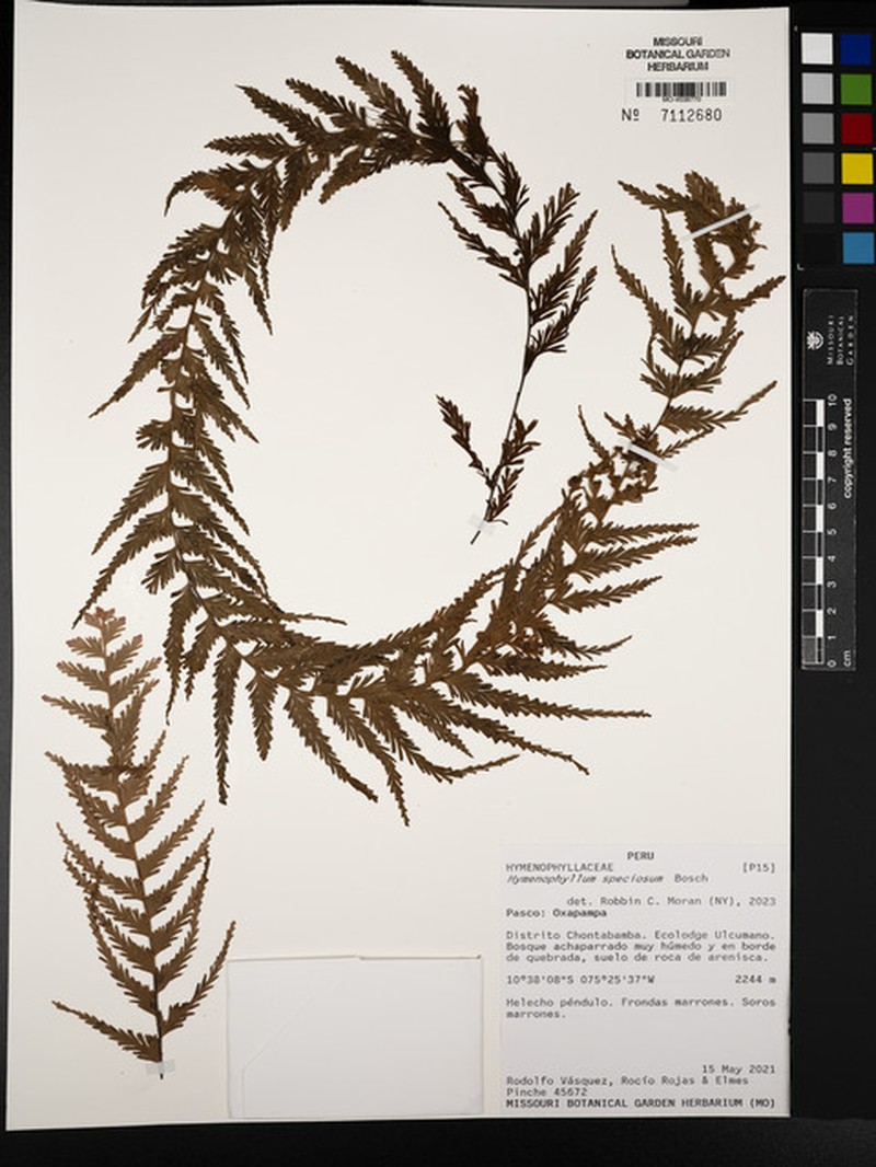 Hymenophyllum sericeum photo 4