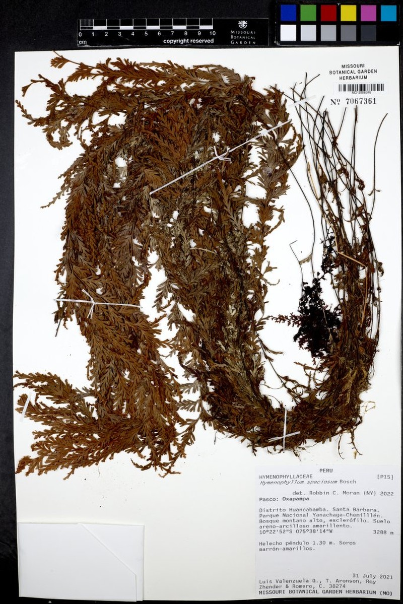 Hymenophyllum sericeum photo 5
