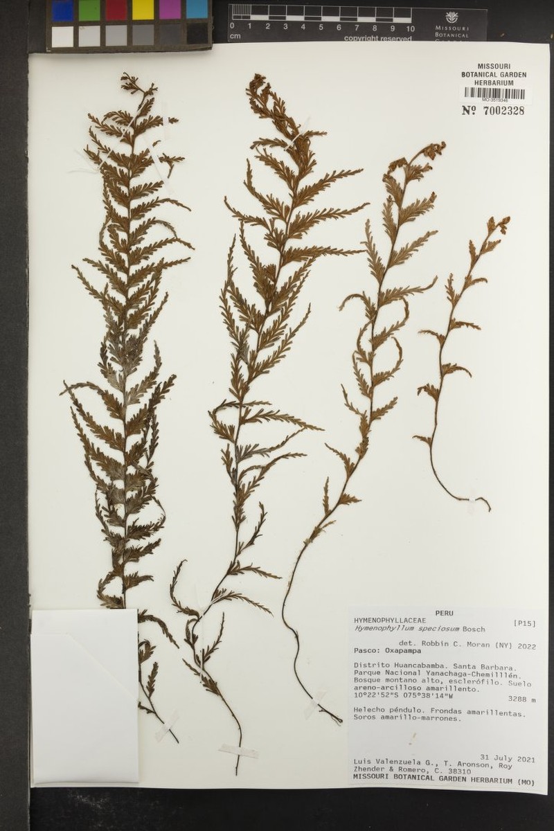 Hymenophyllum sericeum photo 6