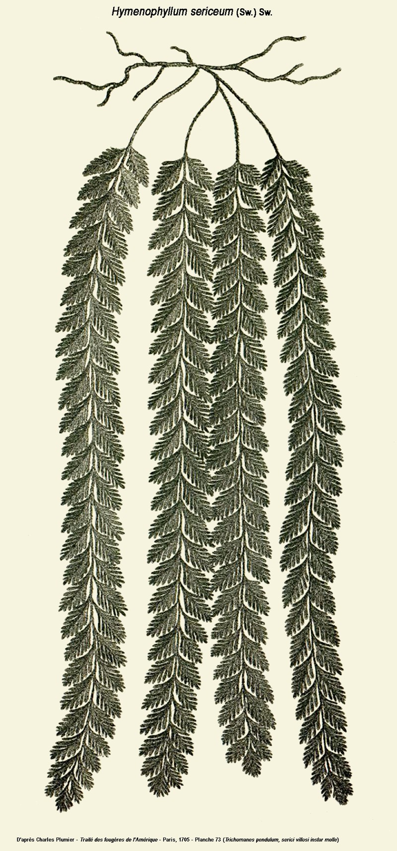 Hymenophyllum sericeum