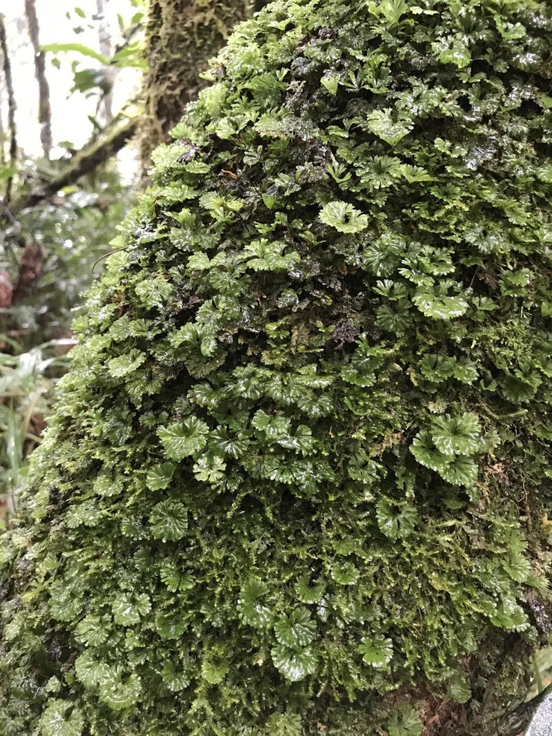 Hymenophyllum sibthorpioides