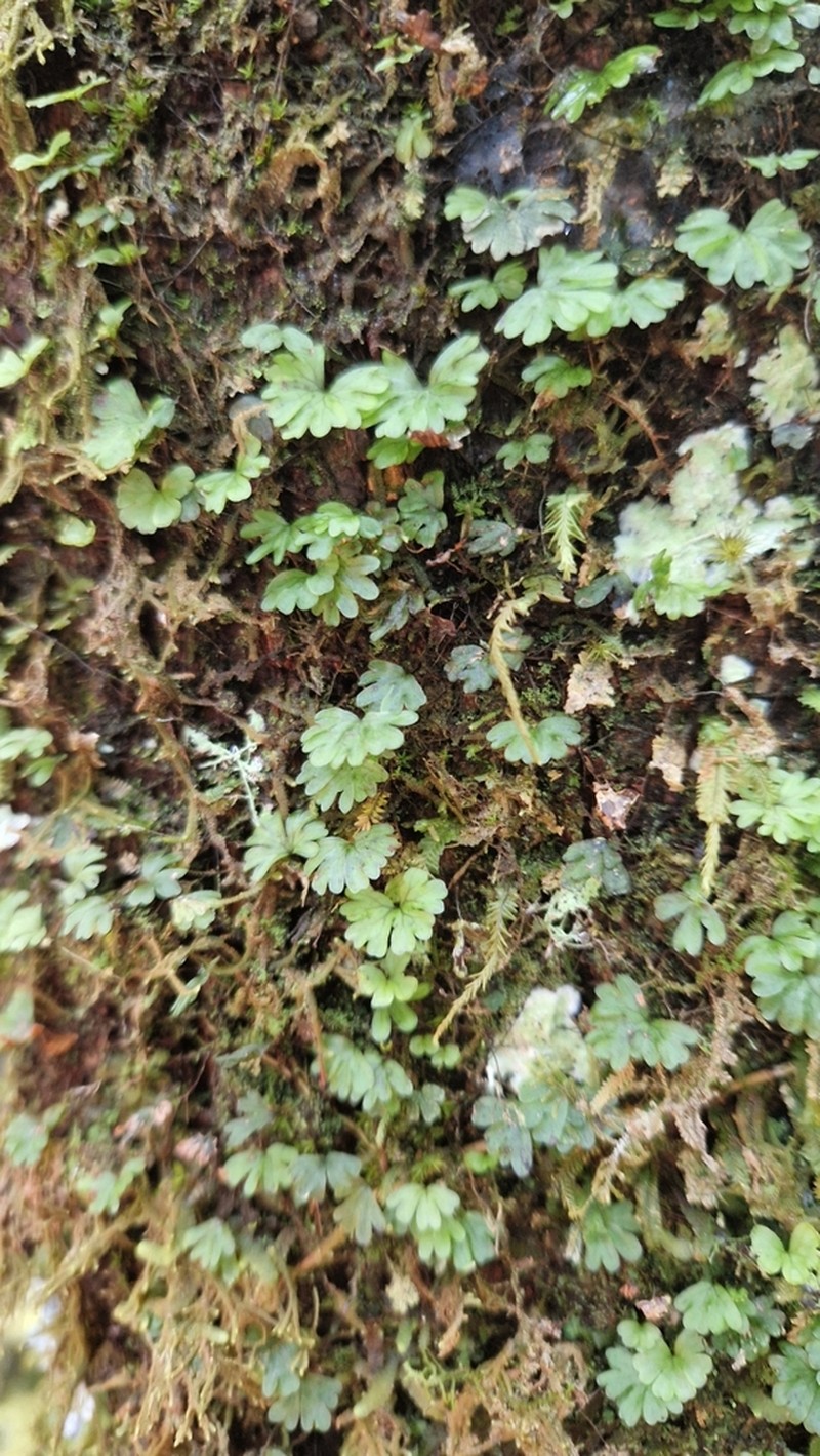 Hymenophyllum sibthorpioides photo 2