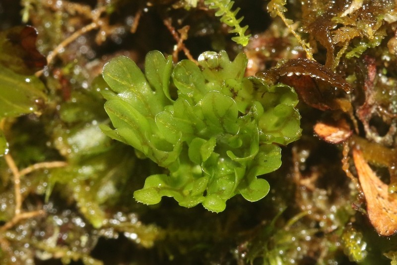 Hymenophyllum sibthorpioides photo 3