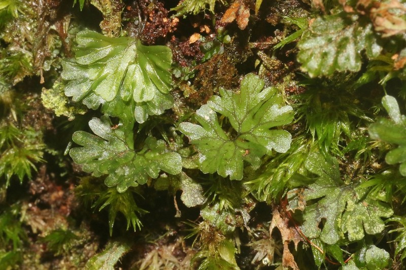 Hymenophyllum sibthorpioides photo 4