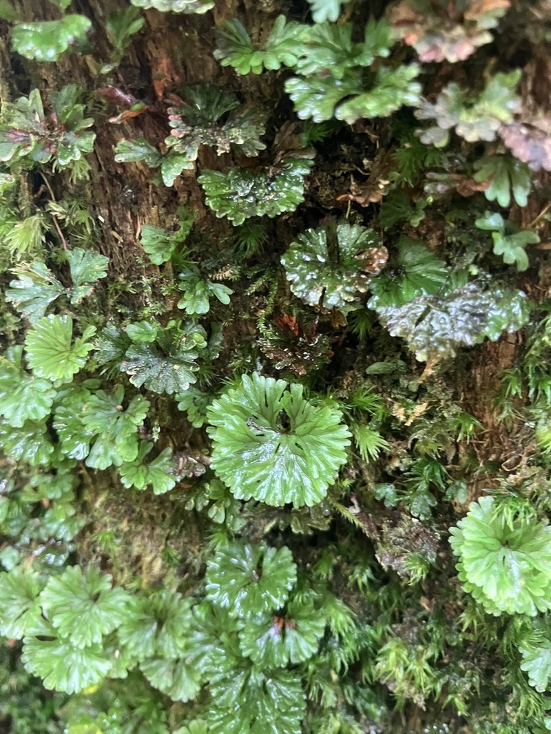 Hymenophyllum sibthorpioides photo 5