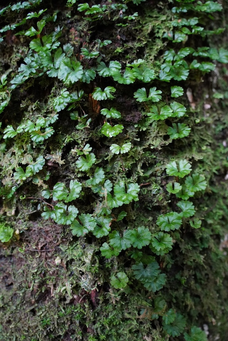 Hymenophyllum sibthorpioides photo 6