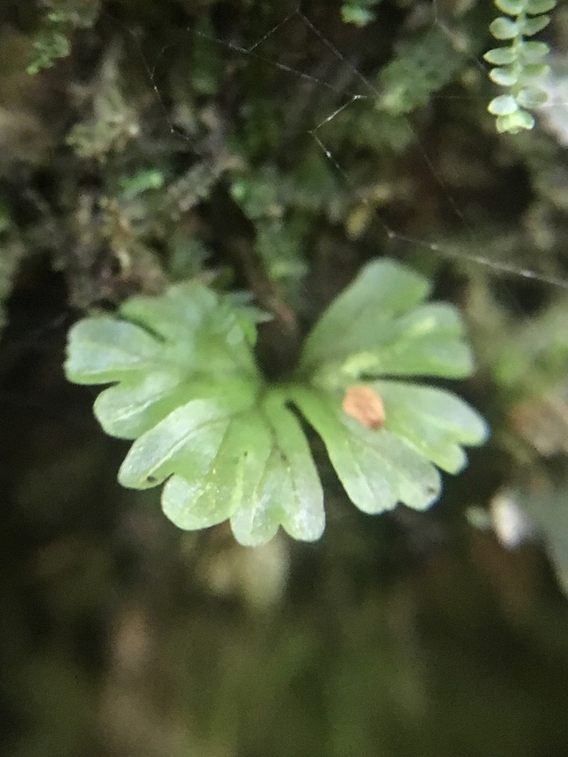 Hymenophyllum sibthorpioides photo 7