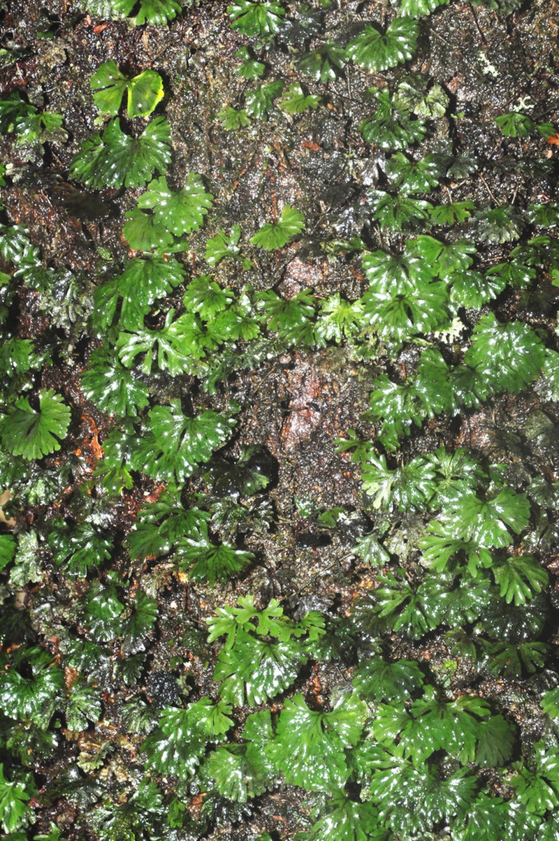 Hymenophyllum sibthorpioides photo 8